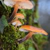 Velvet Shanks in Moss 2 	Limited Print of 5 16x12 20x16