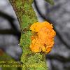 Witches Butter February	Limited Print of 5 16x12 20x16
