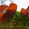 Wood Ear	Limited Print of 5 16x12 20x16