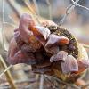 Wood Ear Cluster	Limited Print of 5 16x12 20x16