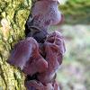 Wood Ears	Limited Print of 5 16x12 20x16