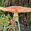 Agaric Gills	Limited Print of 5 16x12 20x16