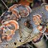 Amber Turkeytails	Limited Print of 5 16x12 20x16