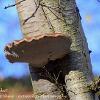 Birch Bracket	Limited Print of 5 16x12 20x16