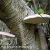 Birch Polypore Duo	Limited Print of 5 16x12 20x16