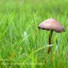 Brown Brittlestem	Limited Print of 5 16x12 20x16