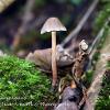 Coprinellus Angulatus	Limited Print of 5 16x12 20x16
