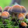Glistening Inkcap Cluster	Limited Print of 5 16x12 20x16