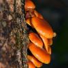 Jack O Lantern Cluster	Limited Print of 5 16x12 20x16