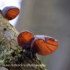 Jelly Ear Trio	Limited Print of 5 16x12 20x16