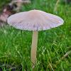 Meadow Umbrella	Limited Print of 5 16x12 20x16