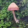 Mycena in Moss	Limited Print of 5 16x12 20x16