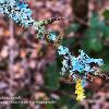 New Lichen Growth	Limited Print of 5 16x12 20x16
