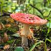 Open Agaric	Limited Print of 5 16x12 20x16