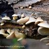 Oyster Mushroom	Limited Print of 5 16x12 20x16