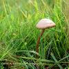 Pale Brittlestem	Limited Print of 5 16x12 20x16