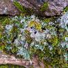 Pixie Cups and Moss in the Rocks	Limited Print of 5 16x12 20x16