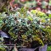 Pixie Cups Moss and Leaves	Limited Print of 5 16x12 20x16