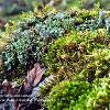 Pixie Cups Moss and Leaves Two	Limited Print of 5 16x12 20x16