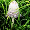 Shaggy Ink Cap 	Limited Print of 5 16x12 20x16