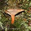 Single Tawny Funnel Cap	Limited Print of 5 16x12 20x16