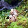 Small Puffballs	Limited Print of 5 16x12 20x16