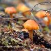 Sulphur Tuft	Limited Print of 5 16x12 20x16