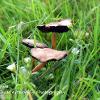 Three Blackgills	Limited Print of 5 16x12 20x16