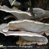 Trametes	Limited Print of 5 16x12 20x16