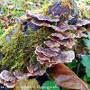 Turkeytail 1	Limited Print of 5 16x12 20x16