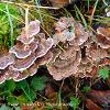Turkeytail 2	Limited Print of 5 16x12 20x16