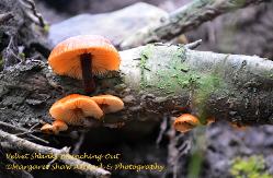velvet shanks