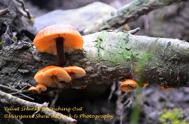 fungi