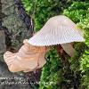 White Bonnet in Moss	Limited Print of 5 16x12 20x16