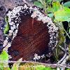 White Crustose Lichen	Limited Print of 5 16x12 20x16