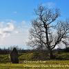 Stone and Tree  Limited Print of 5  Mount Sizes A4 16x12 20x16