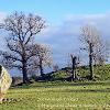 Stone and Trees 1  Limited Print of 5  Mount Sizes A4 16x12 20x16