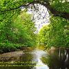 River Kent under the Trees at Staveley  River Kent under the Trees at Staveley