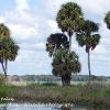 Myakka Palms   Limited Print of 5  Mount Sizes 16x12 20x16