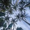 Palm Tops	Limited print of 5   Mount Sizes 16x12 20x16