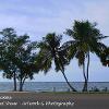 Sanibel Palms   Limited print of 5  Mount Sizes 16x12 20x16