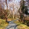 Through Glencoyne Park   Limited Print of 5  Mount Sizes 10x8 12x10 16x12 20x16