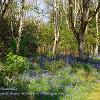 Logan Bluebells   Limited Print of 5 Mount Sizes A4 16x12 20x16