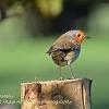 Robin at Nateby.  Limited Print of 5 Mount Size  A4
