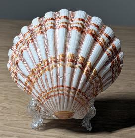 scallop shell