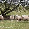 We’re Watching Ewe	limited Print of 5  Mount Sizes 16x12 20x16